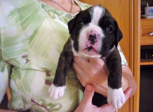 štěňata německého boxera s PP