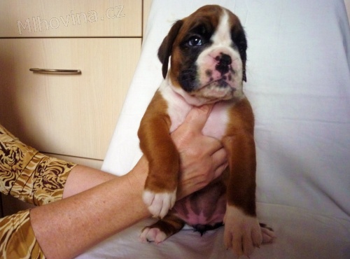 štěňata německého boxera s PP