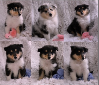 Kolie Dlouhosrstá s PP