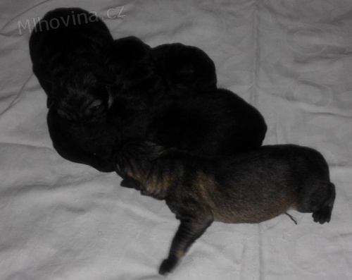 štěňata NO