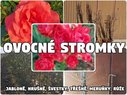 Ovocné stromky Polsko-Výrobce-Velkoobchod: jabloně, hrušně, švestky, třešně, meruňky, růže