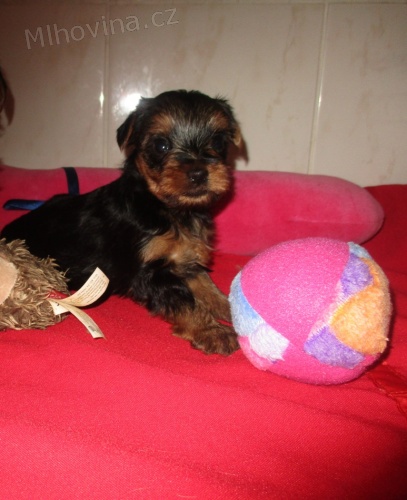 jorkšírský terier s pp .pejsek