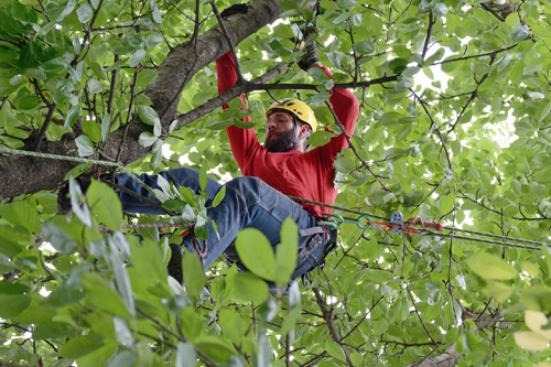 Kácení a prořezy stromů Kácení a prořezy stromů