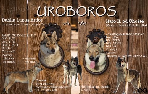 Československý vlčák štěně s PP 