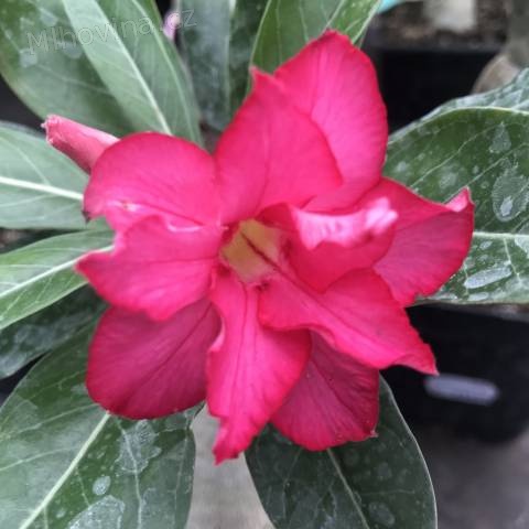 Přijmeme prodavačku do květinářství