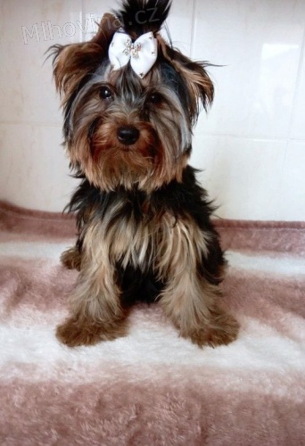 jorkšírský terier s pp.pejsek