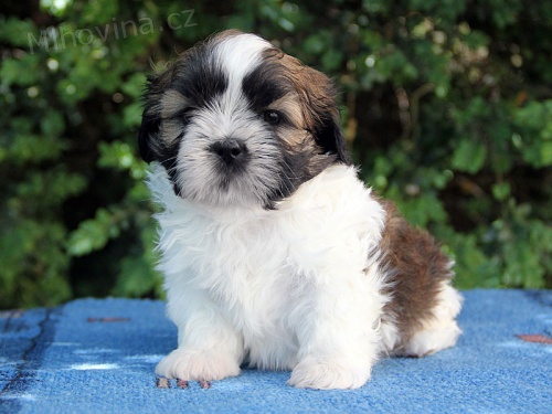 Shih-tzu, ši-tzu štěňátka s PP