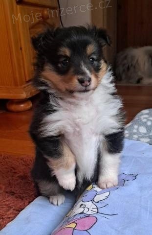 Šeltie/sheltie - Tricolor pejsek s PP
