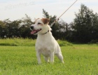 jack russel terier s PP