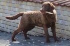 Chesapeake bay retriever s PP(jako labradorský r.)