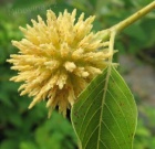 Kratom neboli Mitragyna speciosa