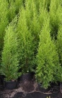 Thuja occidentalis Smaragd