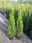 Thuja smaragd - akce - 55,-Kč/50cm