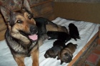 štěňata NO