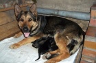 štěňata NO