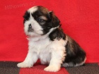 Shih-tzu, ši-tzu štěňátka s PP