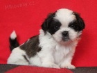 Shih-tzu, ši-tzu štěňátka s PP