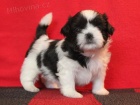 Shih-tzu, ši-tzu štěňátka s PP