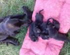 Flat Coated Retriever - nabízíme štěňata s PP
