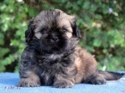 Shih-tzu, ši-tzu štěňátka s PP