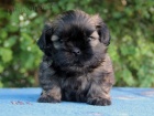 Shih-tzu, ši-tzu štěňátka s PP