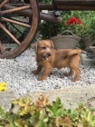 Norfolk Terrier