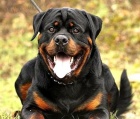 Rottweiler štěňata s pp