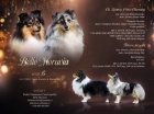 Šeltie/sheltie - Tricolor pejsek s PP