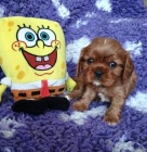 Kavalír king charles spaniel štěňátka s PP