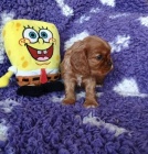 Kavalír king charles spaniel štěňátka s PP