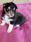 Šeltie - sheltie, pejsci s PP
