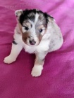 Šeltie - sheltie, pejsci s PP