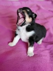 Šeltie - sheltie, pejsci s PP