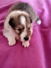 Šeltie - sheltie, pejsci s PP