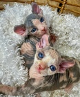 Kanadský sphynx